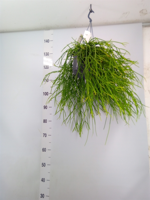 <h4>Rhipsalis pulchra</h4>