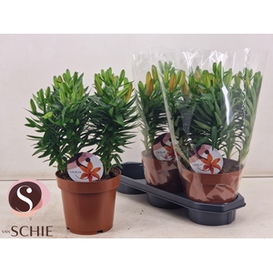 LIL AS ORANGE MATRIX