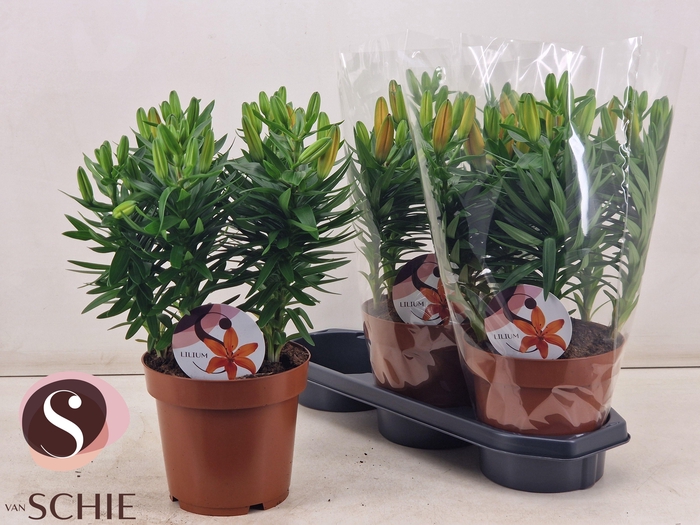 <h4>LIL AS ORANGE MATRIX</h4>