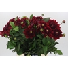 Dahlia Red Runner