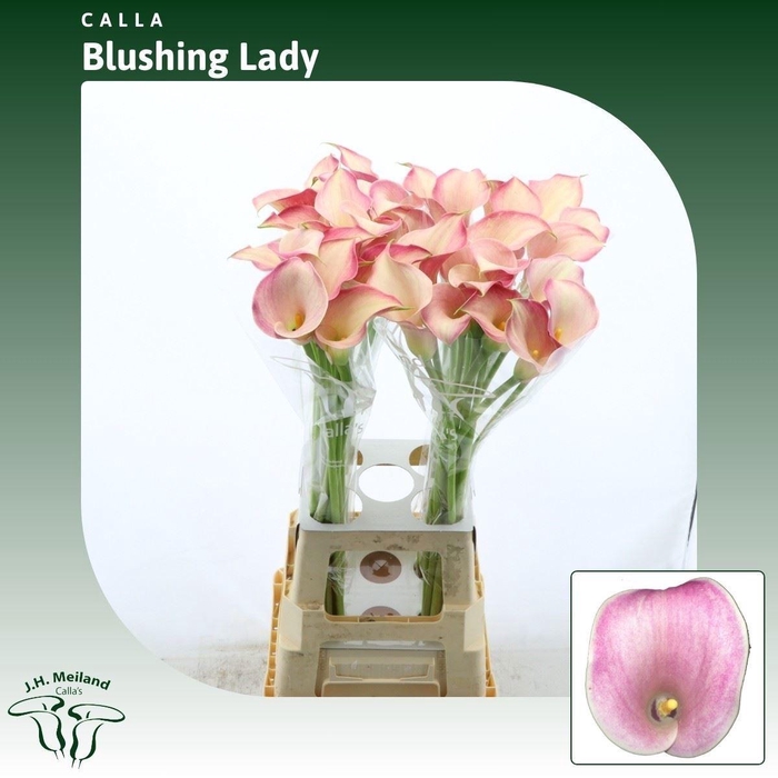 <h4>ZANT BLUSHING LADY</h4>