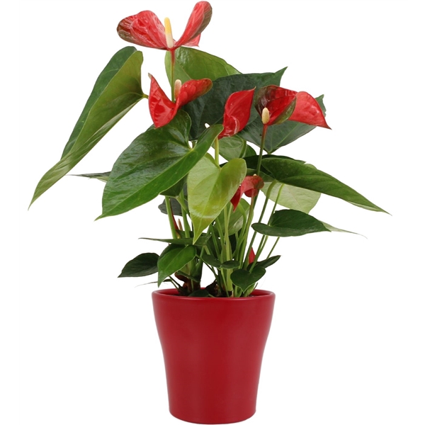 <h4>Anthurium Koro in Alicante ceramics</h4>