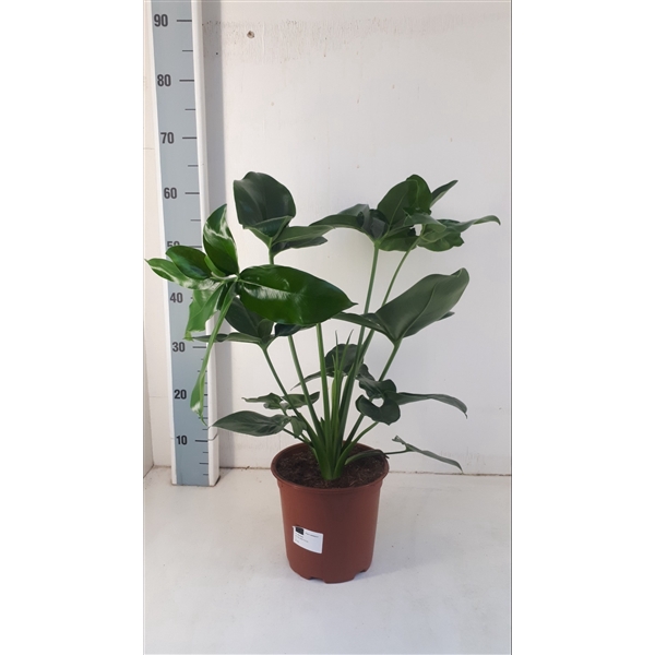 <h4>Philodendron Green Wonder</h4>
