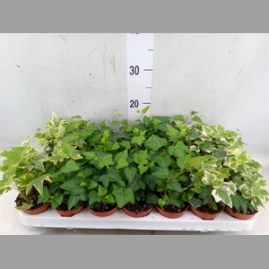 Hedera   ...mix