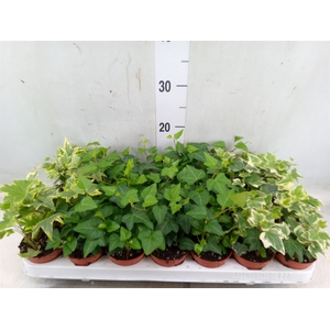 Hedera   ...mix