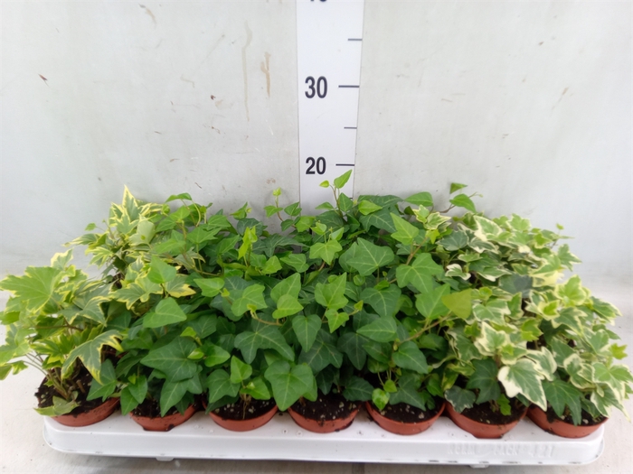 <h4>Hedera   ...mix</h4>