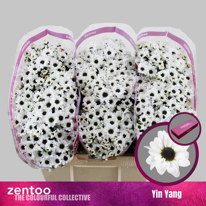 <h4>CHR S YIN YANG</h4>