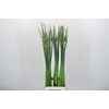Allium Cepa Judith