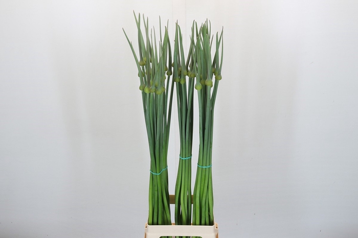 <h4>Allium Cepa Judith</h4>