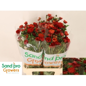 RAN CO MAG TANGERINE