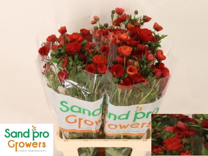 <h4>RAN CO MAG TANGERINE</h4>