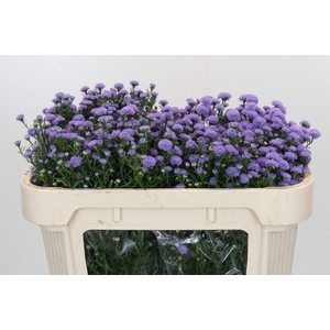 Aster Baby Blue