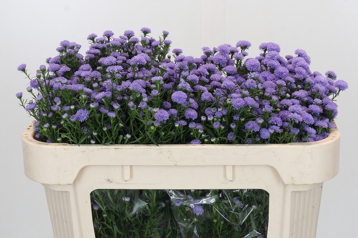 <h4>Aster Baby Blue</h4>