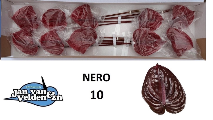 <h4>ANTH A NERO</h4>