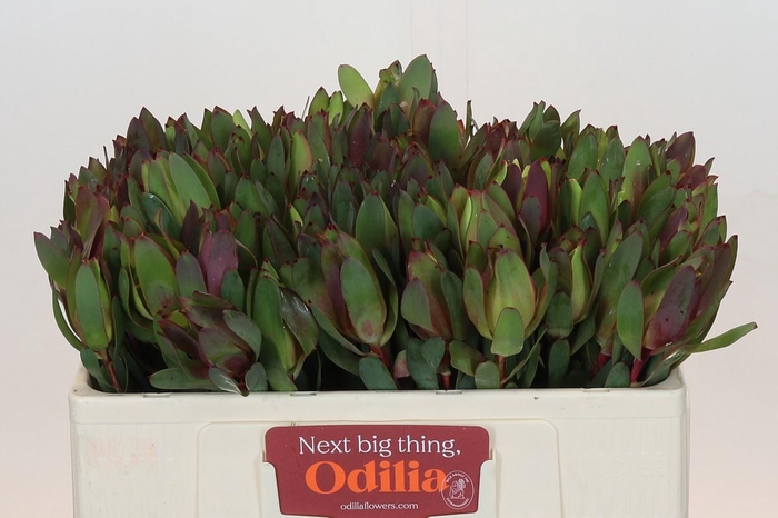 Leucadendron Senorita