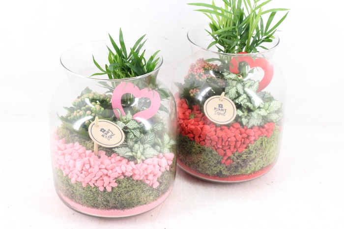 <h4>arr2 PL - Glas candy x6 - roze/rood</h4>
