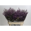 Limonium Safora Lilac