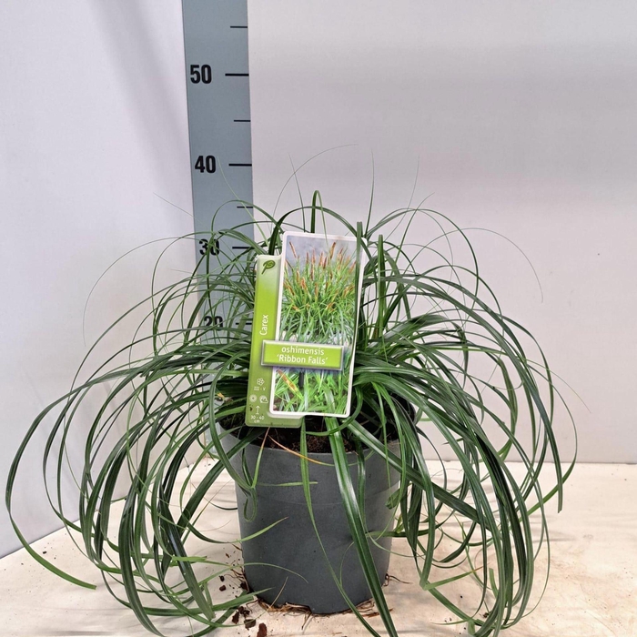 <h4>Carex Ribbon Falls</h4>