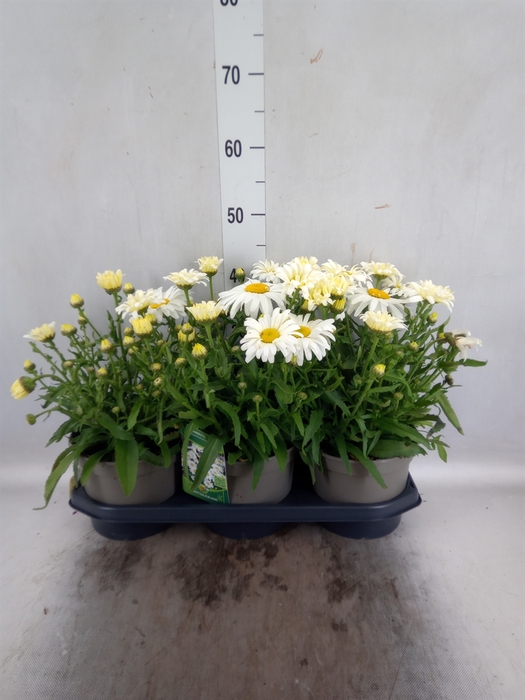 <h4>Leucanthemum sup. 'Snow Lady'</h4>