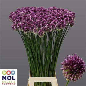 Allium Sphaerocephal
