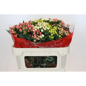 Hypericum Rainbow Romance Spray