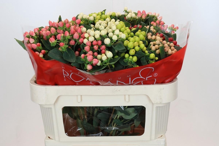 Hypericum Rainbow Romance Spray