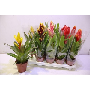 arr8 Vries Gem 8 Srt