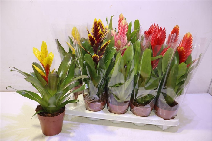 <h4>arr8 Vries Gem 8 Srt</h4>