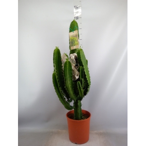 Euphorbia candelabrum