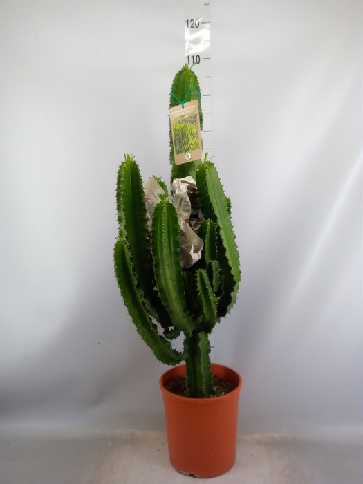 <h4>Euphorbia candelabrum</h4>