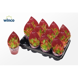 Crassula Capitella Campfire (sierra)