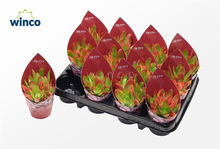 <h4>Crassula Capitella Campfire (sierra)</h4>