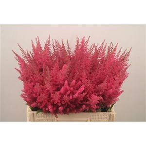 Astilbe Else Schluc