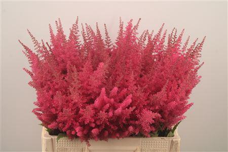 <h4>Astilbe Else Schluc</h4>
