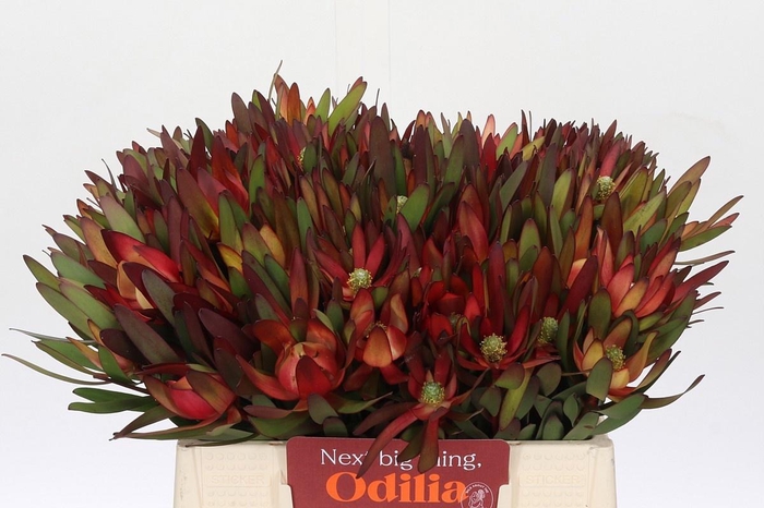 <h4>LEUCAD SAF SUNSET</h4>