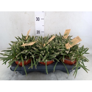 Rhipsalis baccifera subsp. horrida