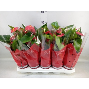 Anthurium andr. 'Esudo'