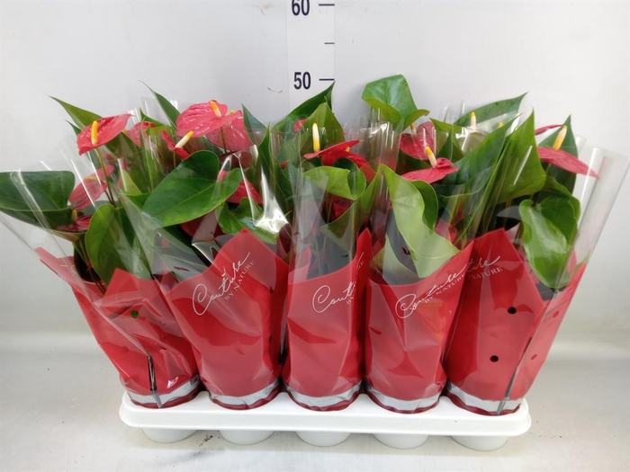 <h4>Anthurium andr. 'Esudo'</h4>