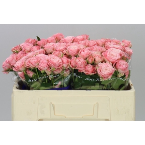 Rosa Tr Madam Bombastic