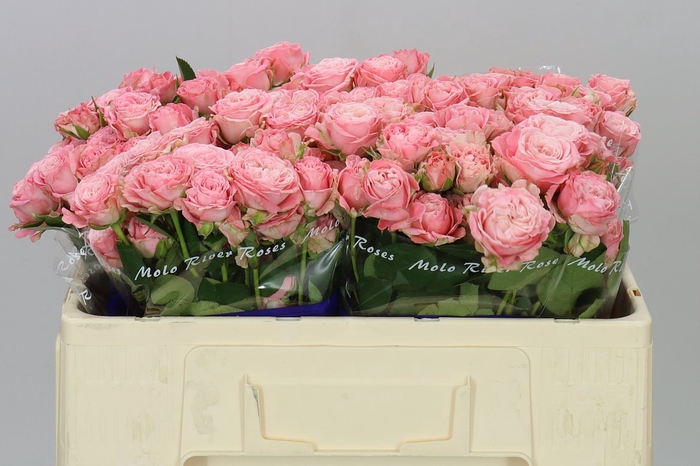 <h4>Rosa Tr Madam Bombastic</h4>