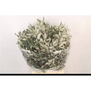 DECOGROEN GROOT BLAD