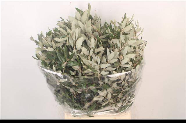 <h4>DECOGROEN GROOT BLAD</h4>