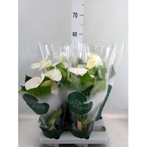 Anthurium andr. 'Samora'