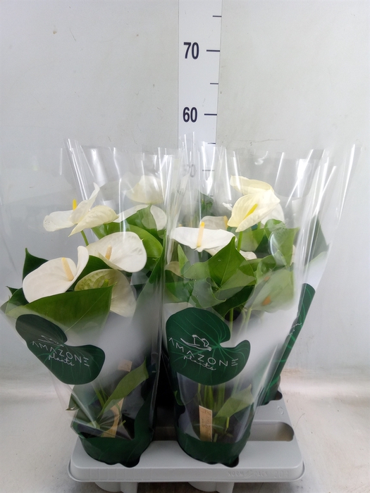 <h4>Anthurium andr. 'Samora'</h4>