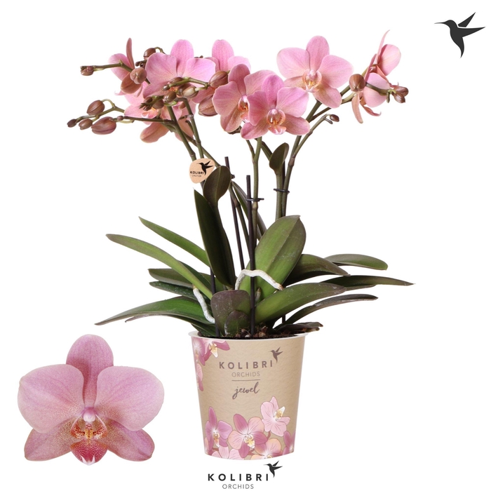 <h4>Kolibri Orchids Phalaenopsis Jewel Treviso 4 spike</h4>