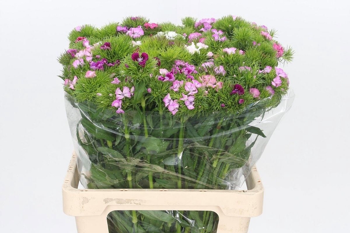 <h4>DI BARB GEM BOS</h4>