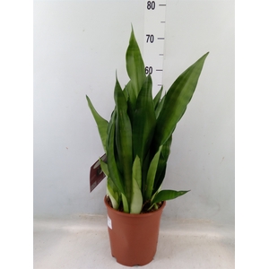 Sansevieria trifa. 'Moonshine'