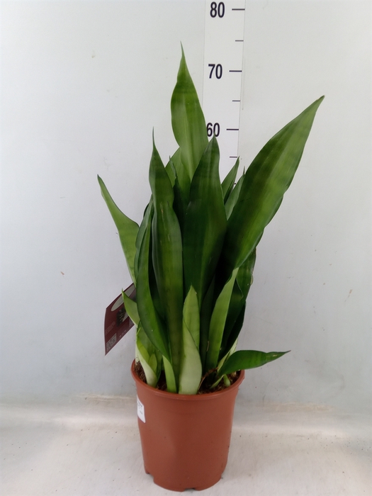 <h4>Sansevieria trifa. 'Moonshine'</h4>