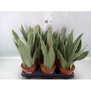 Sansevieria trifa.   ...