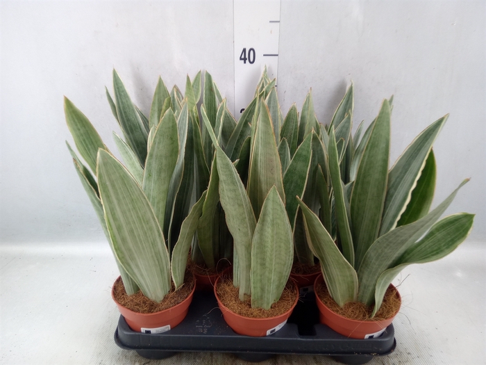 Sansevieria trifa.   ...